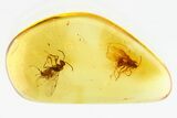 Two Detailed Fossil Winged Ants (Formicidae) In Baltic Amber #307895-1